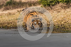 Siberian Tiger running. Beautiful, dynamic and powerful photo of this majestic animal