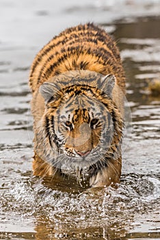 Siberian Tiger running. Beautiful, dynamic and powerful photo of this majestic animal