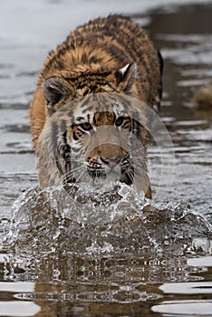 Siberian Tiger running. Beautiful, dynamic and powerful photo of this majestic animal