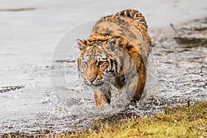 Siberian Tiger running. Beautiful, dynamic and powerful photo of this majestic animal