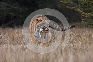 Siberian Tiger running. Beautiful, dynamic and powerful photo of this majestic animal