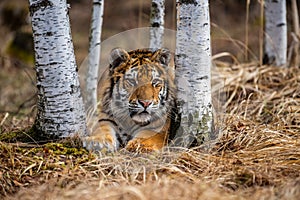 Siberian Tiger running. Beautiful, dynamic and powerful photo of this majestic animal.