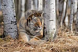 Siberian Tiger running. Beautiful, dynamic and powerful photo of this majestic animal.