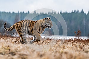 Siberian Tiger running. Beautiful, dynamic and powerful photo of this majestic animal.