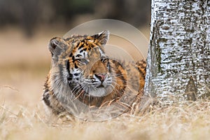 Siberian Tiger running. Beautiful, dynamic and powerful photo of this majestic animal.