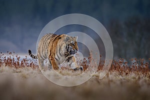 Siberian Tiger running. Beautiful, dynamic and powerful photo of this majestic animal. Set in environment typical for this amazing