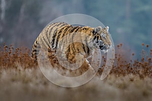 Siberian Tiger running. Beautiful, dynamic and powerful photo of this majestic animal. Set in environment typical for this amazing