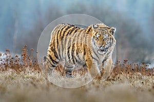 Siberian Tiger running. Beautiful, dynamic and powerful photo of this majestic animal. Set in environment typical for this amazing
