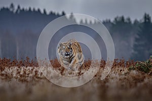 Siberian Tiger running. Beautiful, dynamic and powerful photo of this majestic animal. Set in environment typical for this amazing