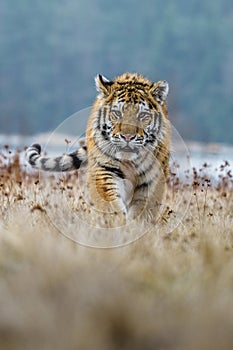 Siberian Tiger running. Beautiful, dynamic and powerful photo of this majestic animal. Set in environment typical for this amazing