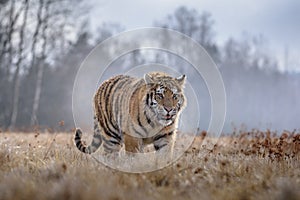 Siberian Tiger running. Beautiful, dynamic and powerful photo of this majestic animal. Set in environment typical for this amazing