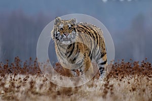 Siberian Tiger running. Beautiful, dynamic and powerful photo of this majestic animal. Set in environment typical for this amazing