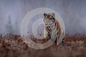 Siberian Tiger running. Beautiful, dynamic and powerful photo of this majestic animal. Set in environment typical for this amazing