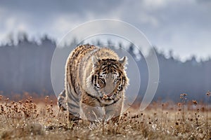 Siberian Tiger running. Beautiful, dynamic and powerful photo of this majestic animal. Set in environment typical for this amazing