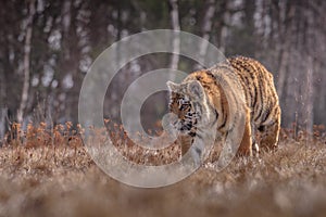 Siberian Tiger running. Beautiful, dynamic and powerful photo of this majestic animal. Set in environment typical for this amazing