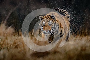 Siberian Tiger running. Beautiful, dynamic and powerful photo of this majestic animal. Set in environment typical for this amazing