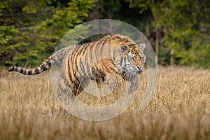 Siberian Tiger running. Beautiful, dynamic and powerful photo of this majestic animal. Set in environment typical for this amazing