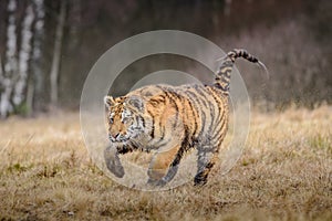 Siberian Tiger running. Beautiful, dynamic and powerful photo of this majestic animal. Set in environment typical for this amazing