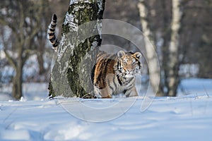 Siberian Tiger running. Beautiful, dynamic and powerful photo of this majestic animal. Set in environment typical for this amazing