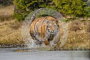 Siberian Tiger running. Beautiful, dynamic and powerful photo of this majestic animal. Set in environment typical for this amazing