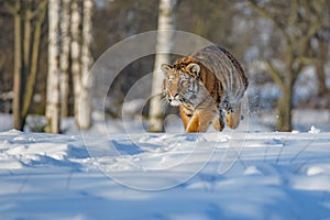 Siberian Tiger running. Beautiful, dynamic and powerful photo of this majestic animal. Set in environment typical for this amazing