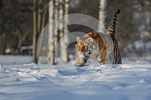 Siberian Tiger running. Beautiful, dynamic and powerful photo of this majestic animal. Set in environment typical for this amazing