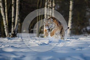 Siberian Tiger running. Beautiful, dynamic and powerful photo of this majestic animal. Set in environment typical for this amazing