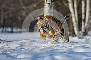 Siberian Tiger running. Beautiful, dynamic and powerful photo of this majestic animal. Set in environment typical for this amazing