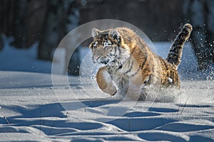 Siberian Tiger running. Beautiful, dynamic and powerful photo of this majestic animal. Set in environment typical for this amazing