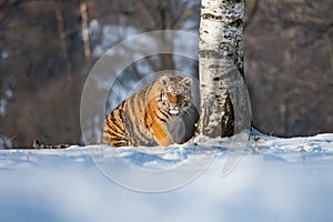 Siberian Tiger running. Beautiful, dynamic and powerful photo of this majestic animal. Set in environment typical for this amazing