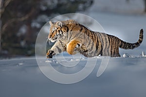 Siberian Tiger running. Beautiful, dynamic and powerful photo of this majestic animal. Set in environment typical for this amazing