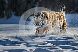 Siberian Tiger running. Beautiful, dynamic and powerful photo of this majestic animal. Set in environment typical for this amazing