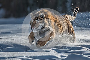 Siberian Tiger running. Beautiful, dynamic and powerful photo of this majestic animal. Set in environment typical for this amazing