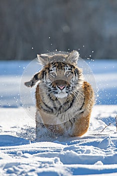 Siberian Tiger running. Beautiful, dynamic and powerful photo of this majestic animal. Set in environment typical for this amazing