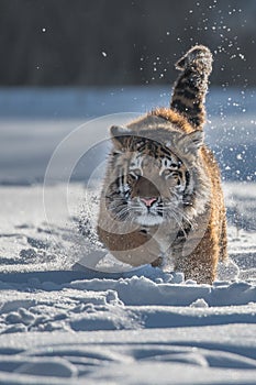 Siberian Tiger running. Beautiful, dynamic and powerful photo of this majestic animal. Set in environment typical for this amazing