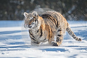 Siberian Tiger running. Beautiful, dynamic and powerful photo of this majestic animal. Set in environment typical for this amazing