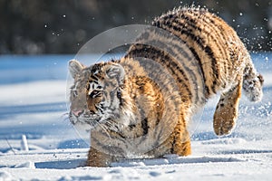 Siberian Tiger running. Beautiful, dynamic and powerful photo of this majestic animal. Set in environment typical for this amazing