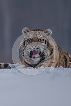 Siberian Tiger running. Beautiful, dynamic and powerful photo of this majestic animal. Set in environment typical for this amazing