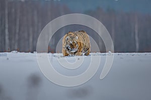 Siberian Tiger running. Beautiful, dynamic and powerful photo of this majestic animal. Set in environment typical for this amazing