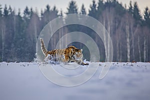 Siberian Tiger running. Beautiful, dynamic and powerful photo of this majestic animal. Set in environment typical for this amazing