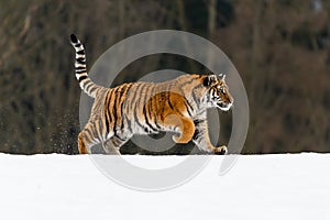 Siberian Tiger running. Beautiful, dynamic and powerful photo of this majestic animal. Set in environment typical for this amazing