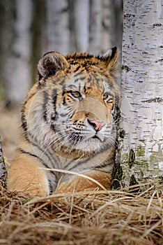 Siberian Tiger running. Beautiful, dynamic and powerful photo of this majestic animal. Set in environment typical for this amazing