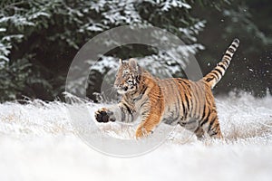 Siberian tiger running, front side view. A dangerous beast in its natural habitat. female, Panthera tigris altaica