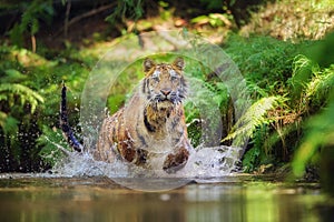 Siberian tiger running in the river. Tiger with splashing water