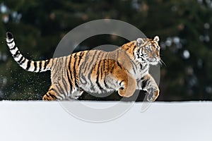 Siberian Tiger running in snow.