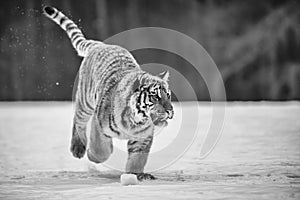 Siberian Tiger running in snow