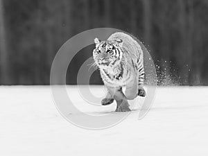 Siberian Tiger running in snow