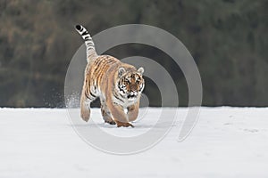 Siberian Tiger running in snow