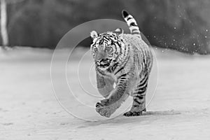 Siberian Tiger running in snow