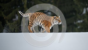 Siberian Tiger running in snow